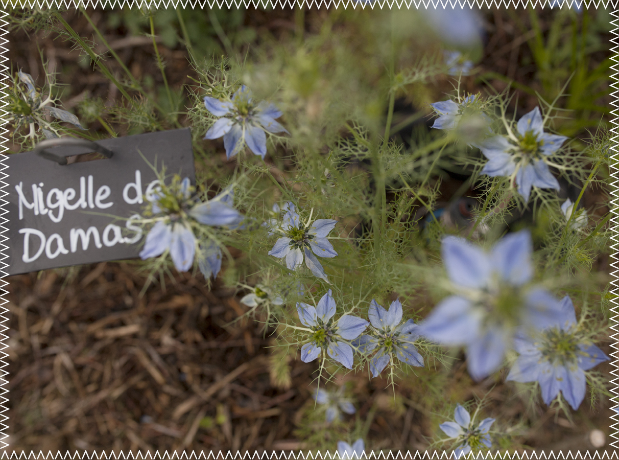 nigelle de damas