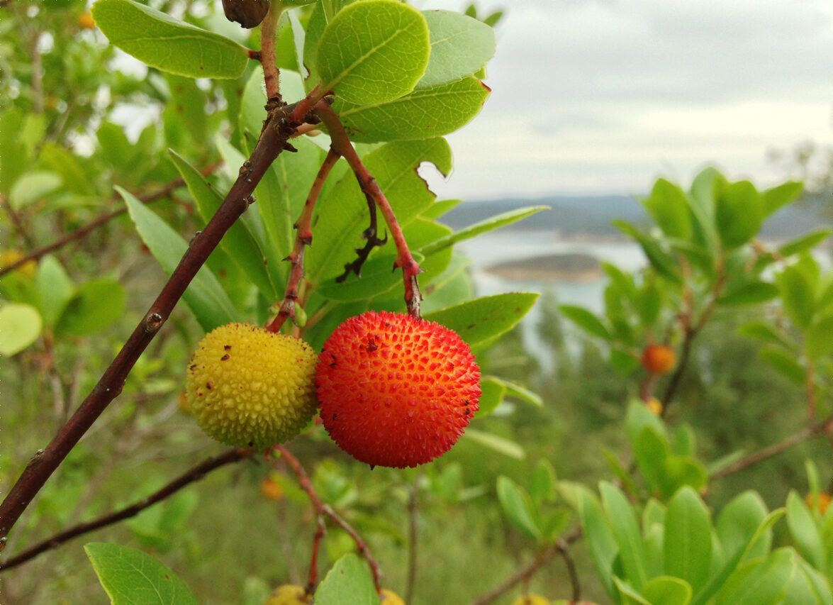 Allyouneedisveg Vegan Retreat Wellbeing Chef Nutritionist Portugal Lisbon Freelance Comida Saudavel Foraing Medronho